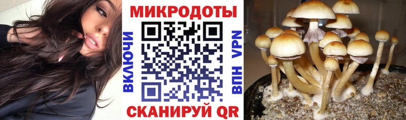 Купить закладки  Гаврилов-Ям  Галлюциногенные грибы мицелий 